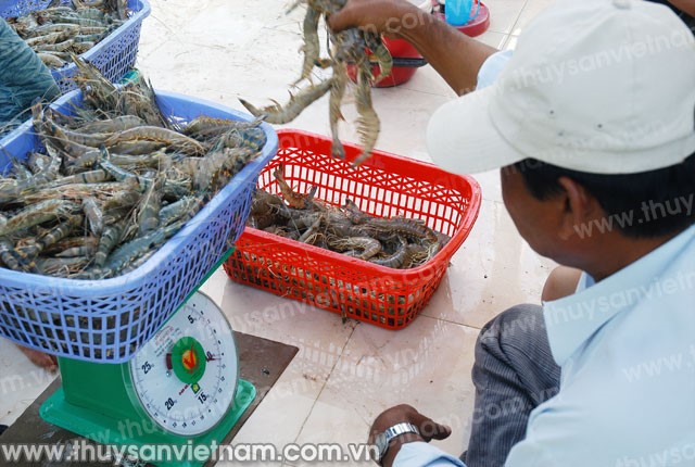 Giữa tháng 3, giá tôm sú có thể hạ nhiệt
