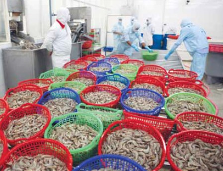 Tôm chân trắng trở thành hàng xuất khẩu chủ lực