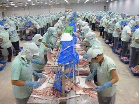 Giá cá tra tăng bất thường?