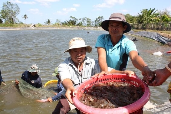 Tôm thẻ nguyên liệu rớt giá từng ngày