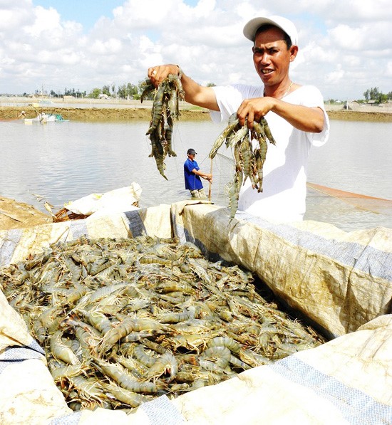 Trà Vinh: Tôm thẻ chân trắng tăng 10.000 đến 20.000 đồng/kg
