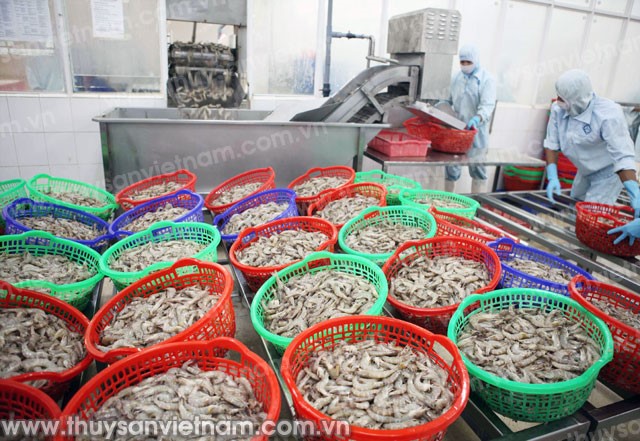 Đau lòng chuyện tôm “đi” lại “về”