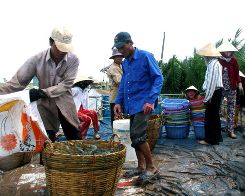 Giá tôm biến động: Kẻ khóc, người cười