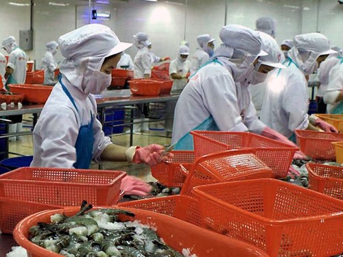 Xuất khẩu tôm sang Nhật Bản gặp khó