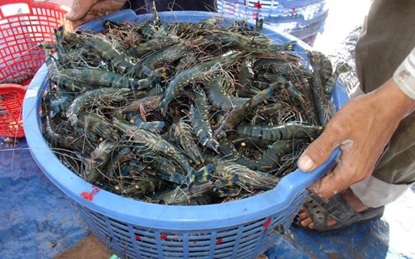 Tiền Giang: Giá tôm sú đột ngột giảm mạnh