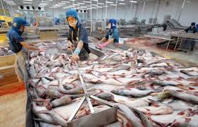 Vĩnh Hoàn hy vọng xuất khẩu cá tra sang châu Âu sẽ phục hồi