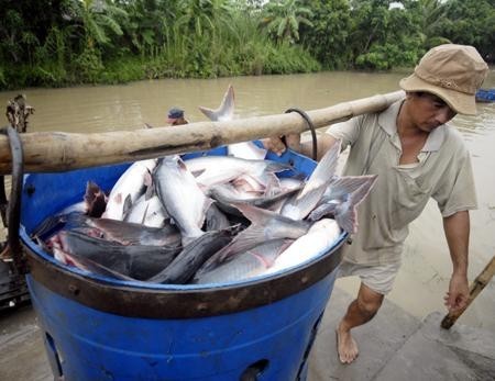 Xuất khẩu cá tra sang Mỹ và Nga giảm