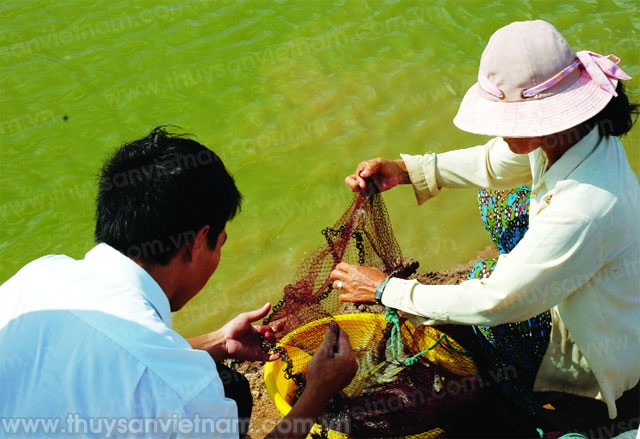 Tôm thẻ chân trắng 