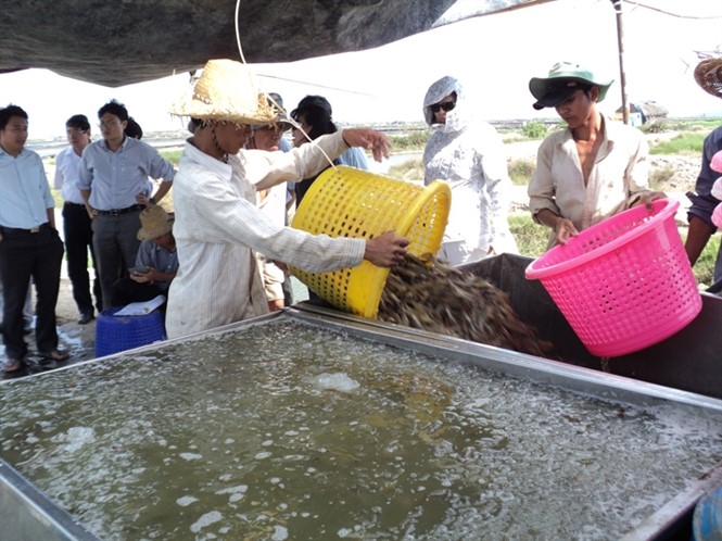 Bấp bênh thị trường tôm thẻ chân trắng