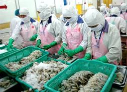 Giá tôm tăng không phải do thuế chống bán phá giá giảm