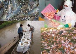 8 tháng xuất khẩu thủy sản sang Mỹ giảm 30%, giá cá tra chạm đáy