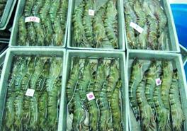 Xuất khẩu tôm chưa như mong đợi