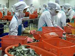 Xuất khẩu thủy sản: Chưa thoát “tai ương”