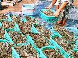 Top 10 DN Thủy sản Việt Nam năm 2013 có tổng giá trị XK đạt hơn 1,57 tỷ USD