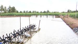 Sóc Trăng: Tập trung cho vụ nuôi mới.