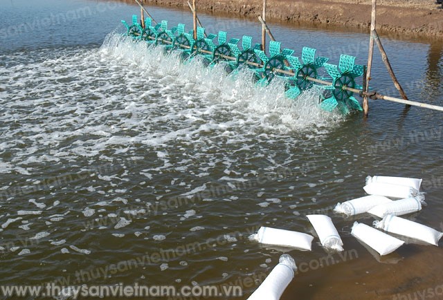 Kiên Giang: Thả nuôi 90.000 ha tôm nước lợ năm 2015