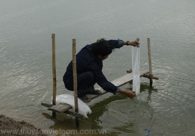 Sóc Trăng: Tuyên truyền cao độ cho vụ tôm năm 2015