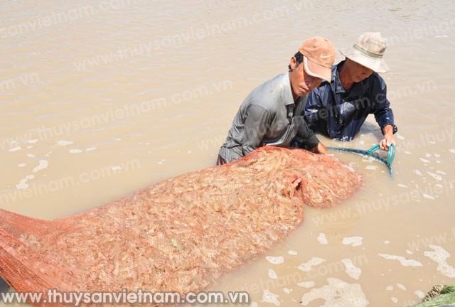 Nuôi tôm Cà Mau: Sức lan tỏa từ cánh đồng mẫu lớn trên tôm