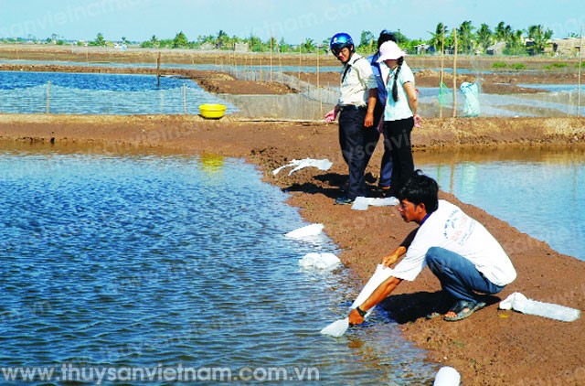 Sóc Trăng: 2 tháng, thả nuôi hơn 3.000 ha tôm