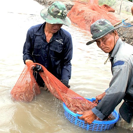 Cà Mau: 121 ha tôm bị nhiễm bệnh