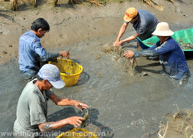 Cà Mau: Phát huy thế mạnh từ tôm sinh thái