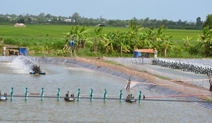 Tiền Giang: UBND tỉnh ban hành quyết định hỗ trợ người nuôi tôm bị thiệt hại
