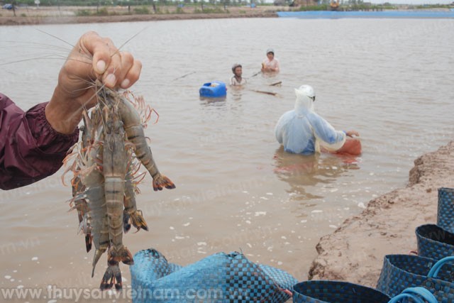 Tìm giải pháp nuôi tôm nước lợ thâm canh bền vững