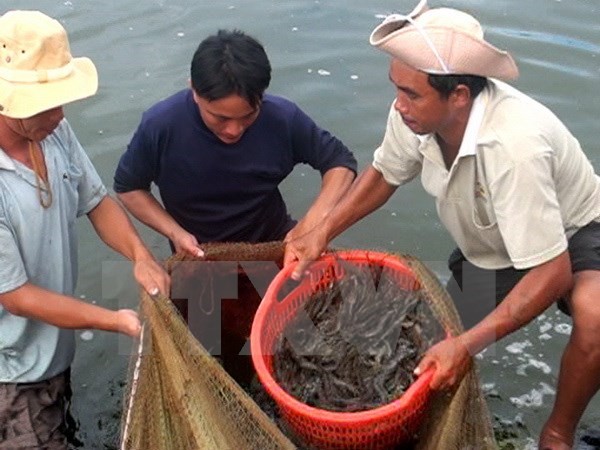 Bạc Liêu: Thời tiết bất thường, trên 2.070ha tôm thiệt hại