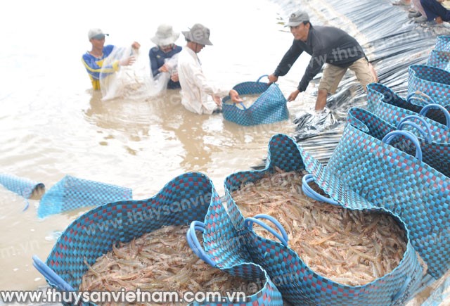 Cà Mau: Người nuôi tôm công nghiệp gặp khó