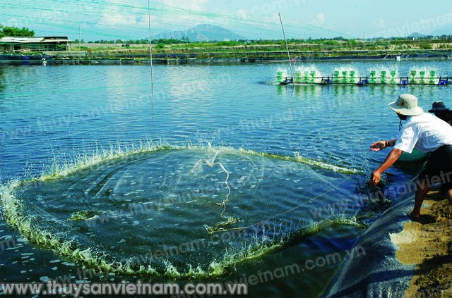 Bao giờ hết lo cho tôm thẻ?