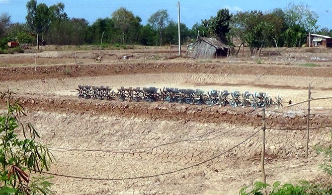 Nắng nóng, xâm nhập mặn ở ĐBSCL: Thủy sản nước mặn cũng chết hàng loạt