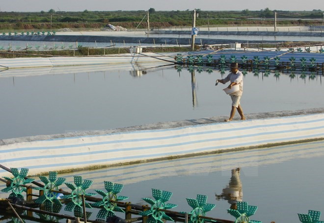 Gần 3.600 hộ nông dân Cà Mau mất trắng mùa tôm nuôi trái vụ