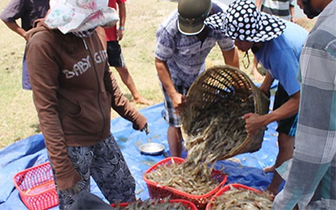 Trà Vinh: Tôm chết hàng loạt vì nắng nóng kéo dài