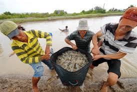 Cá, tôm trước thách thức