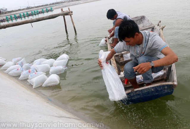 Khó khăn ngay vụ tôm đầu