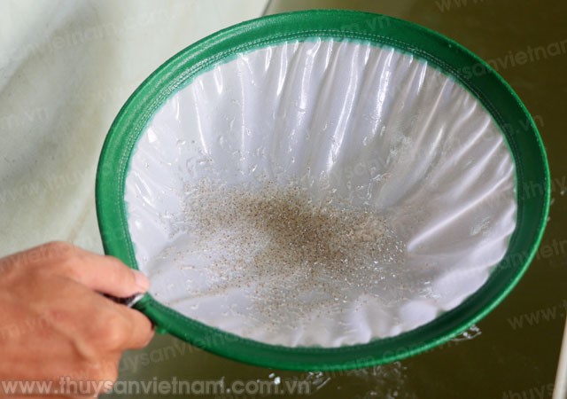Lựa chọn tôm giống: Mấu chốt vẫn là chất lượng
