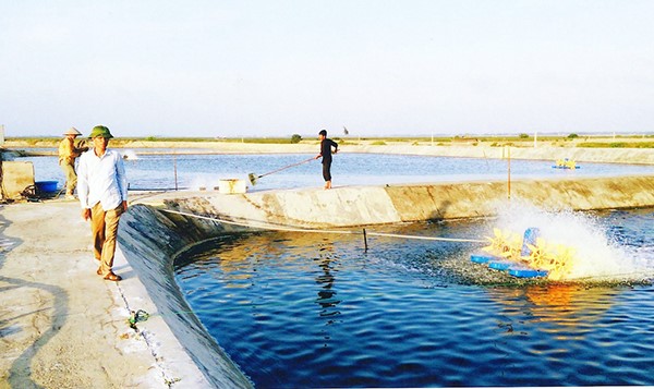Mổ xẻ nguyên nhân tôm chết hàng loạt ở Đồng bằng sông Cửu Long