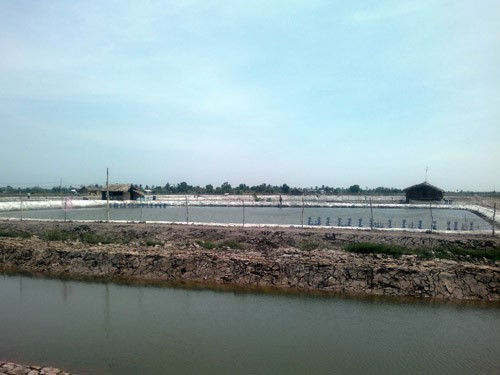 Long An: Gần 20% tôm nuôi nước lợ bị thiệt hại