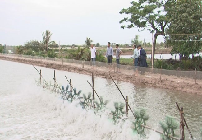 Giá tôm nguyên liệu giảm - Người nuôi tôm nặng lo
