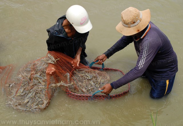 Tập trung tăng sản lượng tôm sú