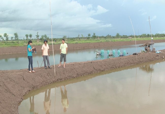 Sóc Trăng: Nông dân Vĩnh Châu chăm sóc tốt cho vụ tôm nuôi 2015