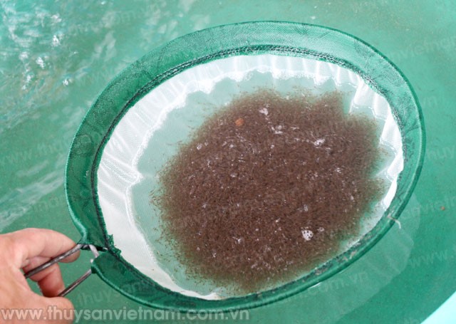 Bài toán hài hòa trong thả nuôi tôm