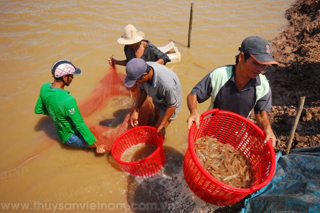 Nghề nuôi tôm khó đủ bề