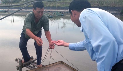 Tiền Giang: Vụ tôm nước lợ năm 2015 gặp nhiều khó khăn