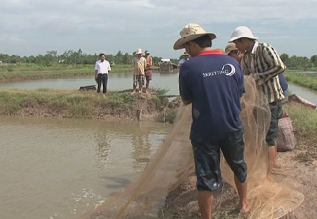 Rút kinh nghiệm cho vụ nuôi tôm 2016