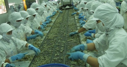 Xuất khẩu tôm trong bối cảnh thuế chồng thuế