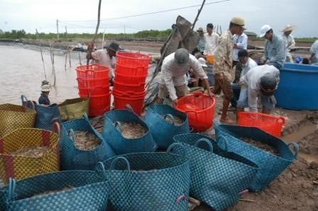 Bạc Liêu: Tổng kết nhân rộng mô hình “Nuôi thâm canh tôm sú, thẻ chân trắng bền vững theo VietGAP”