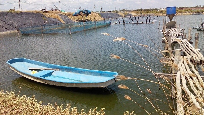 Làm cách nào để nuôi tôm nước mặn thành công trong ao nuôi nước ngọt?