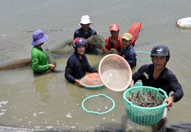 Cà Mau: 800 hộ nuôi nuôi bị mất mùa tôm