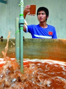 Giải “cơn khát” tôm giống sạch